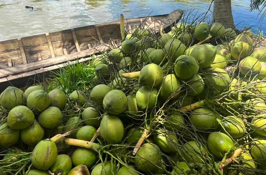 Liên kết và phát triển ngành dừa bền vững tại Đồng bằng sông Cửu Long