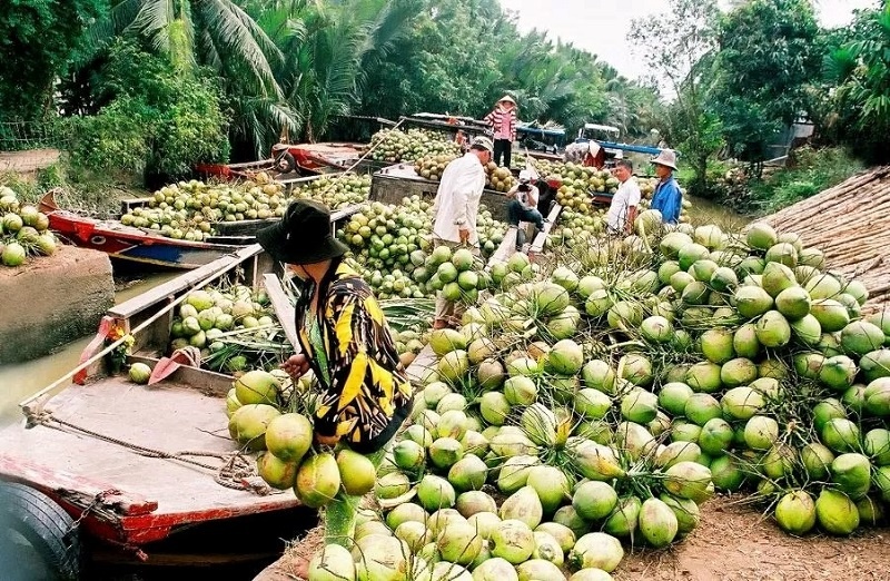 Thị Trường Xuất Khẩu Dừa Tươi Sang Trung Quốc – Cơ Hội Và Thách Thức