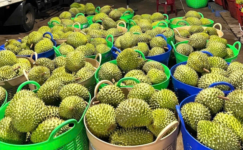 Sầu riêng Malaysia bùng nổ nhờ nhu cầu Trung Quốc