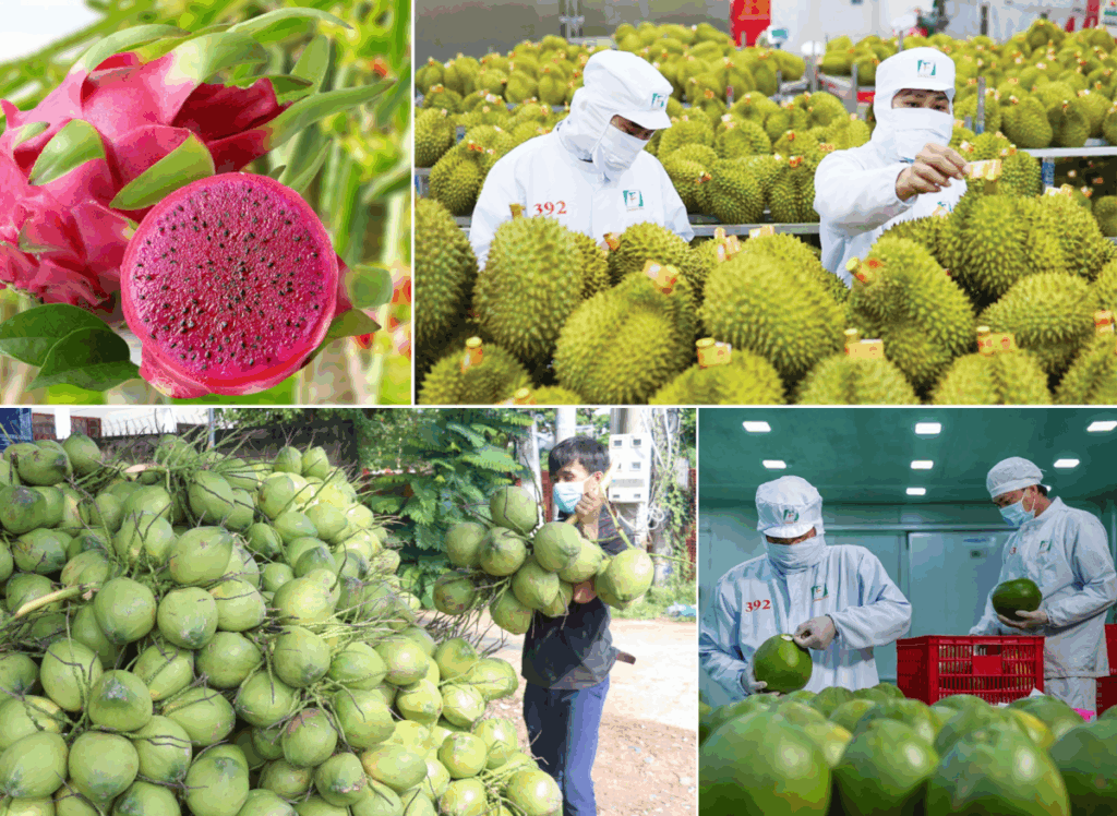 xuất khẩu trái cây Việt Nam