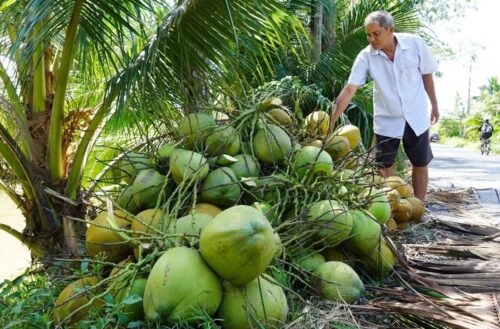 Xuất khẩu dừa tươi Việt Nam chững lại: Bài học đắt giá từ sầu riêng và thanh long