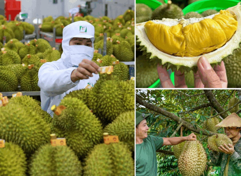 Láng giềng Việt Nam khởi động siêu dự án sầu riêng xuất khẩu sang Trung Quốc, nắm giữ lợi thế Việt Nam, Thái Lan đều không có