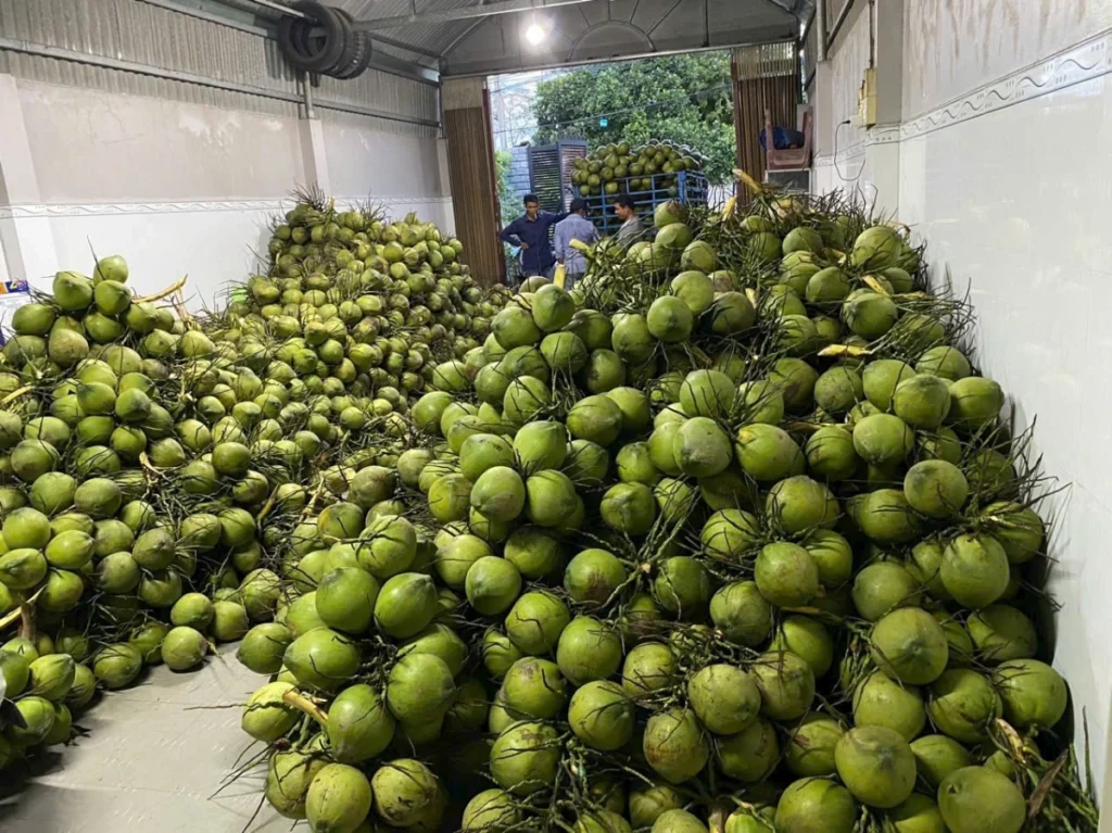 Trái dừa ở Đồng bằng sông Cửu Long rớt giá mạnh, nhà vườn thất thu