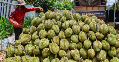 sầu riêng được xuất khẩu