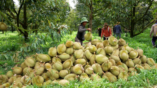 Sầu riêng lập kỷ lục mới, dẫn đầu xuất khẩu nông sản Việt Nam