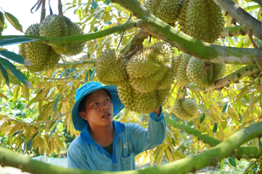 xuất khẩu sầu riêng Việt Nam
