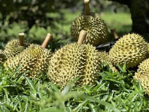 越南榴莲出口激增 对中国、美国和韩国增长达500%