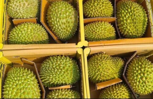 Xuất khẩu sầu riêng sang Trung Quốc tăng hơn 500%: Những doanh nghiệp Việt đang mở rộng thị trường