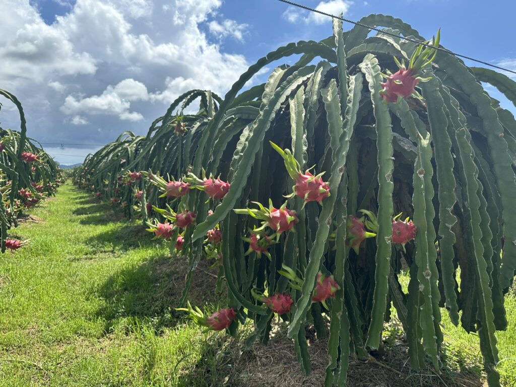 Thanh lonHow the EU Controls Vietnamese Dragon Fruit, Durian and Passion Fruit Importsg, chanh leo, sầu riêng xuất khẩu sang EU đang bị kiểm soát thế nào?
