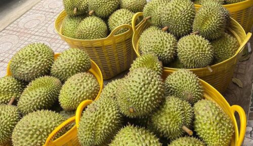 Ngành sầu riêng vào giai đoạn bản lề, lấy chất lượng làm “tấm hộ chiếu mới”