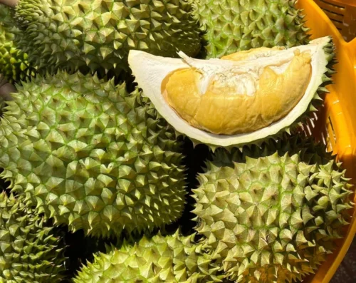 Xuất khẩu sầu riêng vào Hàn Quốc tăng mạnh, vượt tốc độ tăng trưởng tại Trung Quốc trong năm 2026